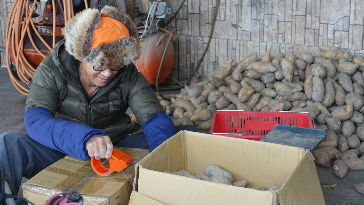 銀髮長輩開民宿 將番薯裝箱